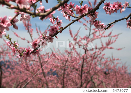 Peach blossom in Fuefuki City 4 Peach blossom in Fuefuki City 4 5478077