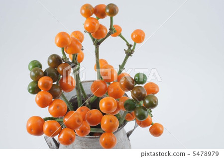 Capsicum chinensis 5478979