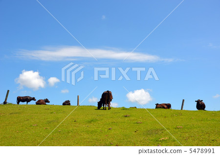 Ranchishima牧場 5478991