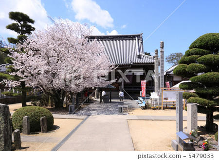 春天四國佛第72寺“曼陀羅寺”櫻花盛開在正殿和朝聖之前 春天四國佛第72寺“曼陀羅寺”櫻花盛開在正殿和朝聖之前 5479033