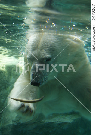 北極熊 北極熊 5479207