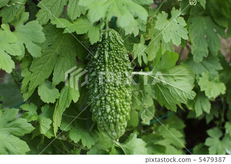 Bitter gourd 5479387
