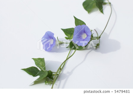 牽牛花 牽牛花 5479481
