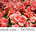 Elatiore · Begonia 5479501