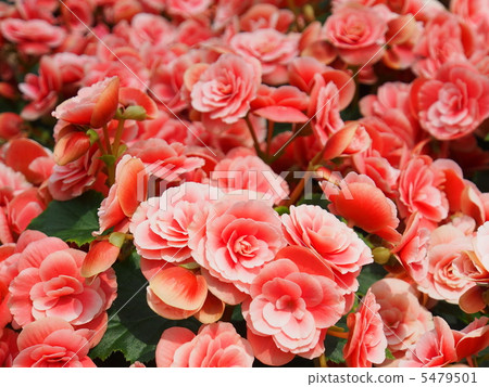 Elatiore · Begonia Elatiore · Begonia 5479501