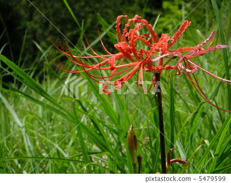 Cluster amaryllis Cluster amaryllis 5479599