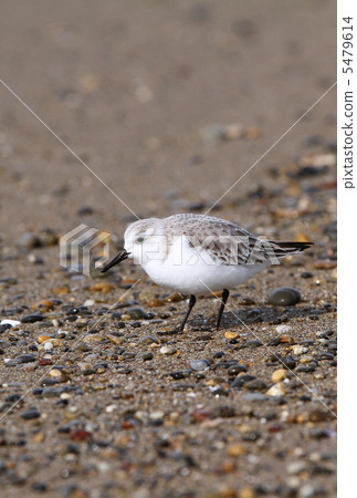 桑德林 桑德林 5479614