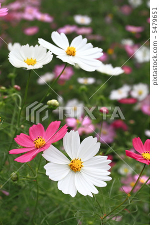 Cosmos Cosmos 5479651