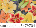 Lily  5479704