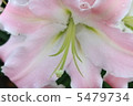 Lily  5479734