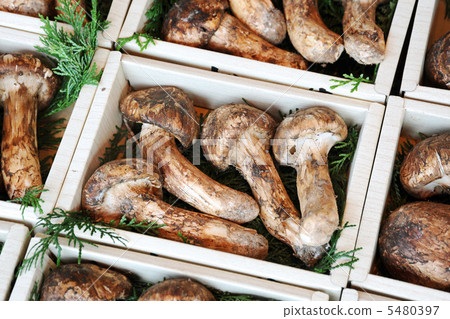 Matsutake Matsutake 5480397