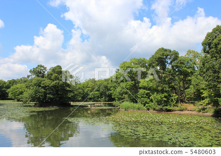 大沼準國家公園的風景 大沼準國家公園的風景 5480603