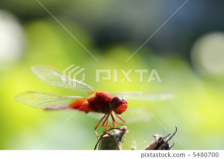 Shoujo dragonfly 5480700