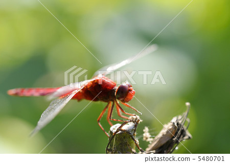 Shoujo dragonfly 5480701