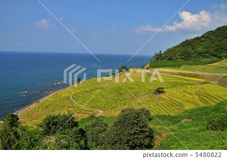 White rice Senjita White rice Senjita 5480822
