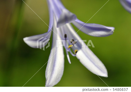 百子蓮 百子蓮 5480837