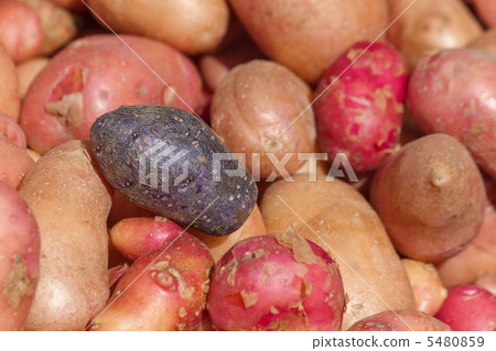 多彩的土豆 多彩的土豆 5480859