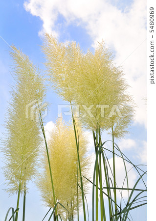 Panpasugurasu Panpasugurasu 5480969