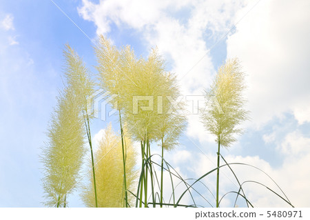 Panpasugurasu 5480971