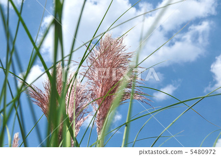 Panpasugurasu Panpasugurasu 5480972