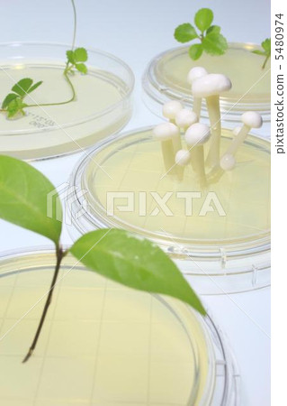 生物形象 5480974