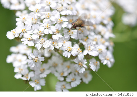 鋸棕櫚 鋸棕櫚 5481035