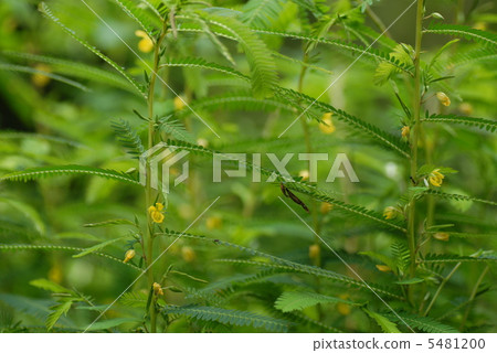 Kawaratetsu Mei Kawaratetsu Mei 5481200