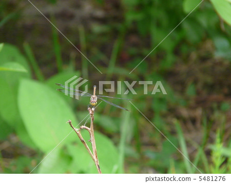 蜻蜓 蜻蜓 5481276