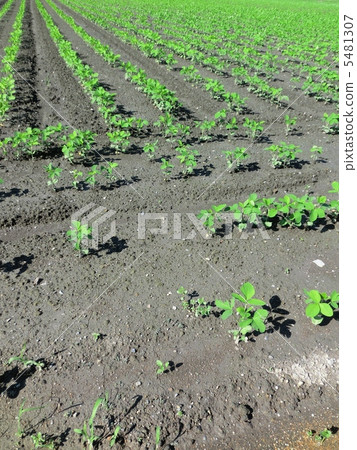Edamame field 5481307