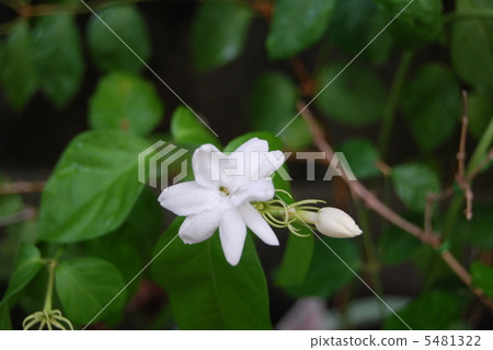 漂亮的茉莉花 5481322