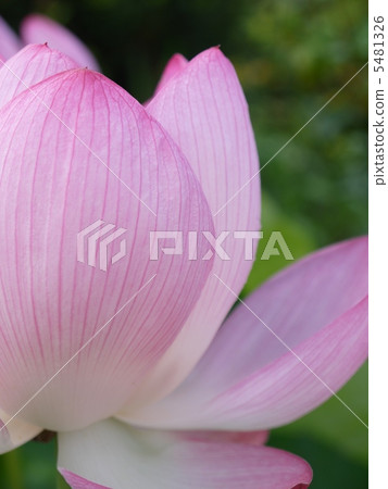 蓮花 蓮花 5481326