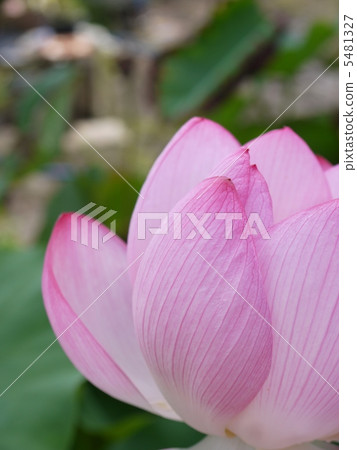 蓮花 5481327