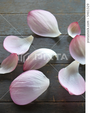 蓮花 5481329