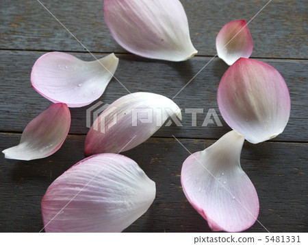 蓮花 蓮花 5481331
