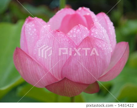 蓮花 5481422