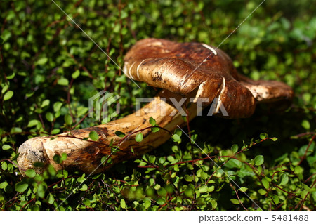 Matsutake musashi Matsutake musashi 5481488