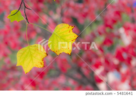 百合百合在秋天顏色弄髒了 5481641