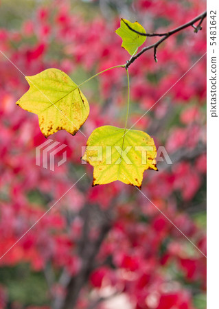 百合百合在秋天顏色弄髒了 5481642