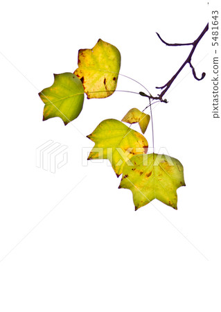 百合百合在秋天顏色弄髒了 5481643