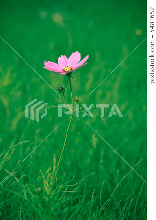 秋天的櫻桃樹 5481652