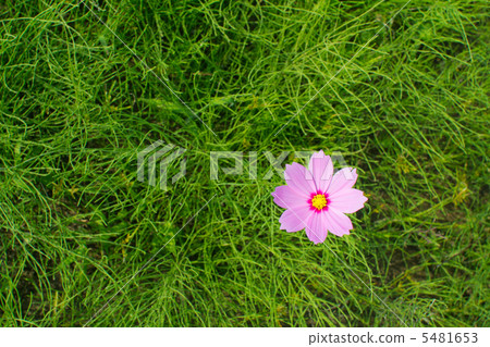 秋天的櫻桃樹 秋天的櫻桃樹 5481653