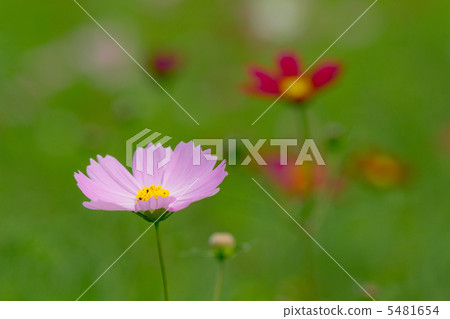 Fall cherry tree Fall cherry tree 5481654