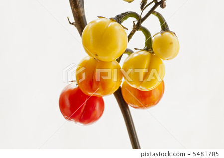 Fruit of Hananas Fruit of Hananas 5481705
