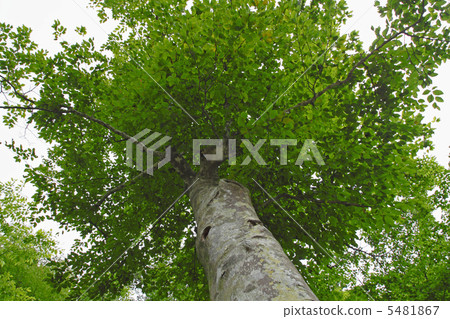 Beech forest of Shirakami mountains 5481867
