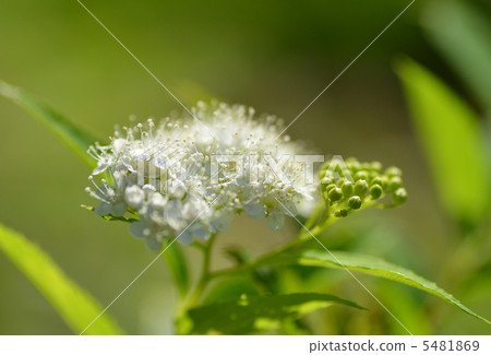 Achillea 5481869