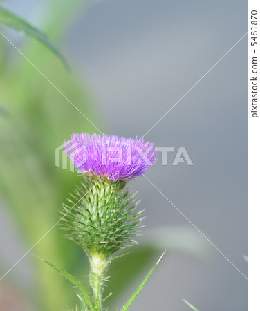 artichoke 5481870