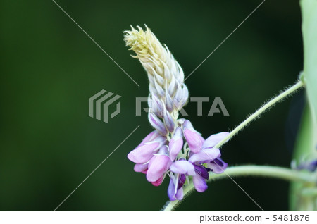 秋季季節字Kuzu no Hana 秋季季節字Kuzu no Hana 5481876