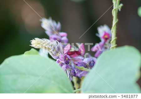 Autumn season words Kuzu no Hana Autumn season words Kuzu no Hana 5481877
