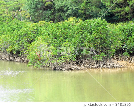 Hirugi森林 5481895