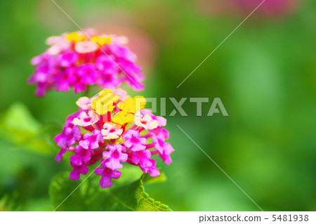 Lantana flowers Lantana flowers 5481938